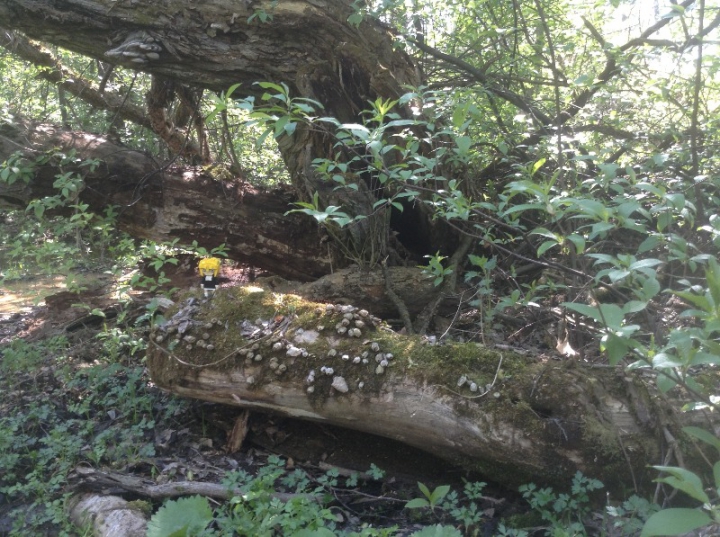 LEGO MOC - 16x16: Technics - Куколка Эля (постконкурсное приложение к работе 'Газовая плита 60-х годов'): Эля решила испытать удачу и отправится в низ по течению, змеиного ручья <br />
-Куда нибудь он да выведет, - подумала Элли.