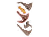 sous-thèmes
